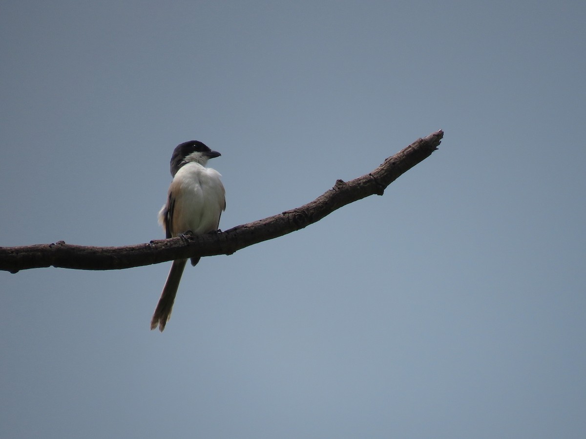 Алаг дунхай - ML608716256