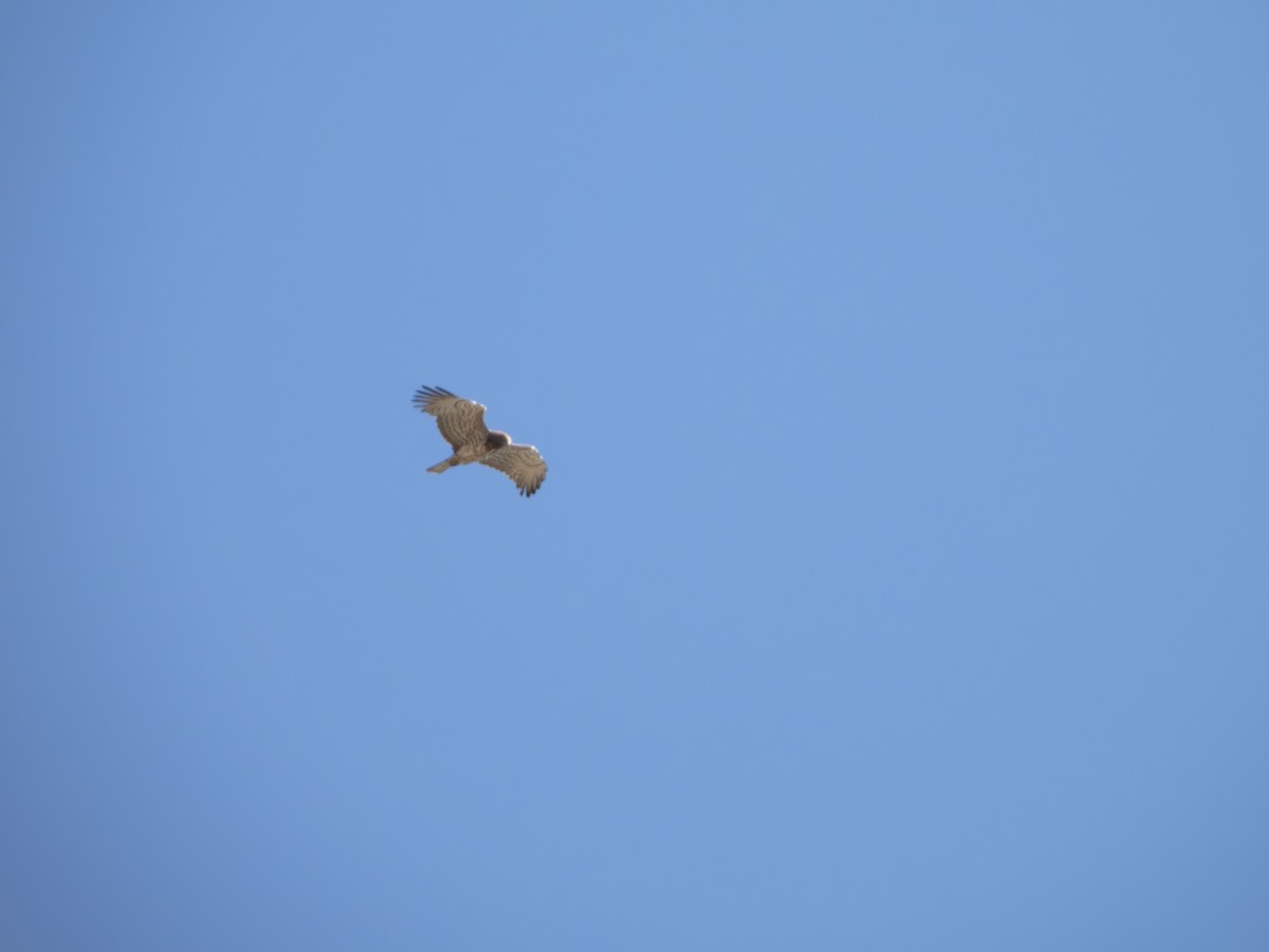 Short-toed Snake-Eagle - Ü. Emre Eren