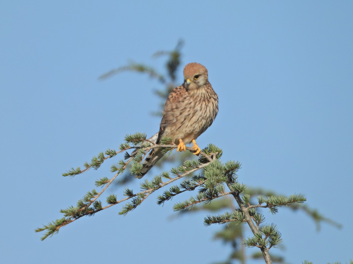 Eurasian Kestrel - ML608716309