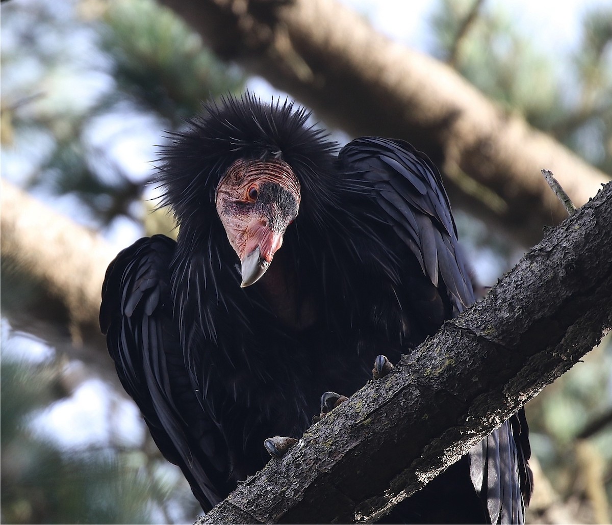 Condor de Californie - ML60871631