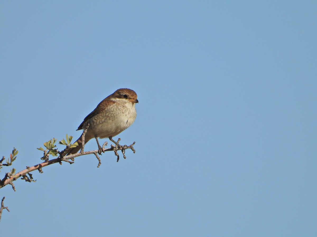 Red-backed Shrike - Ü. Emre Eren