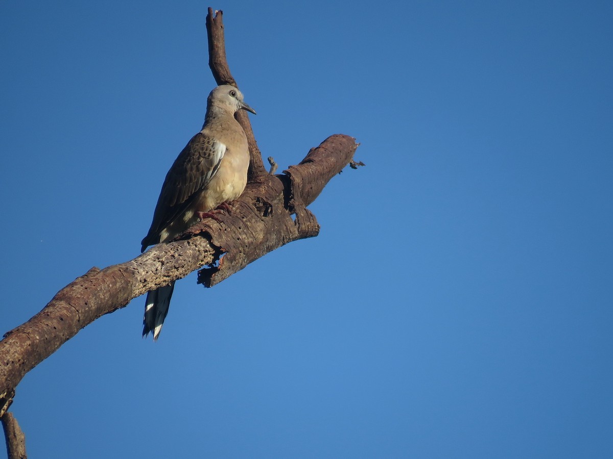 Spotted Dove - ML608716364