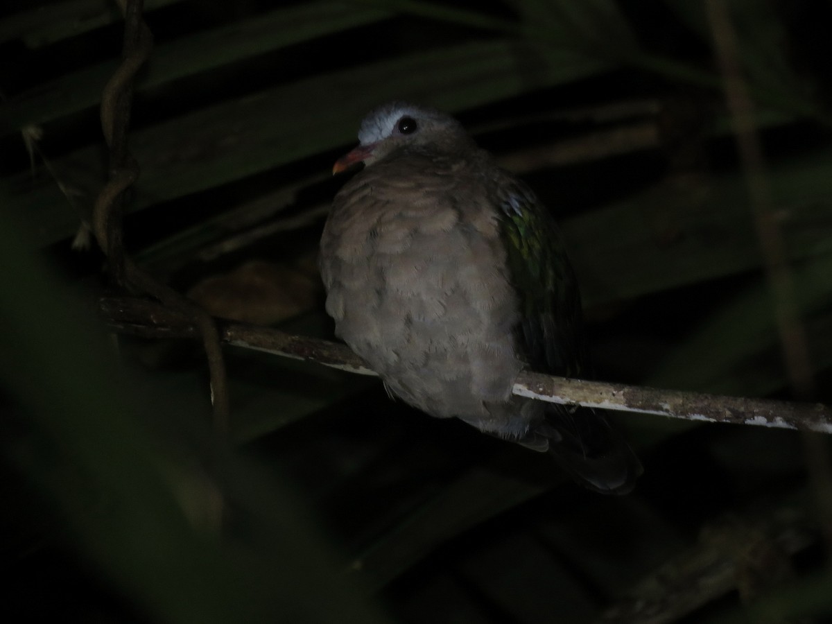 holub zelenokřídlý - ML608716375