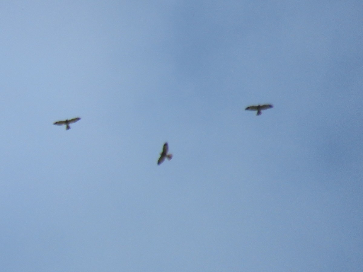 Chinese Sparrowhawk - ML608716381