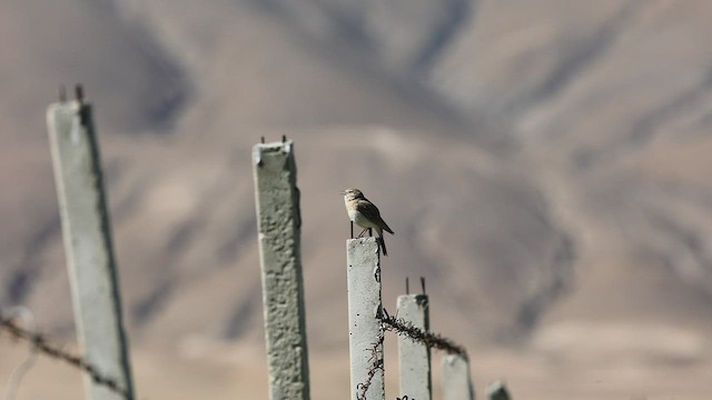 Hume's Lark - ML608716471