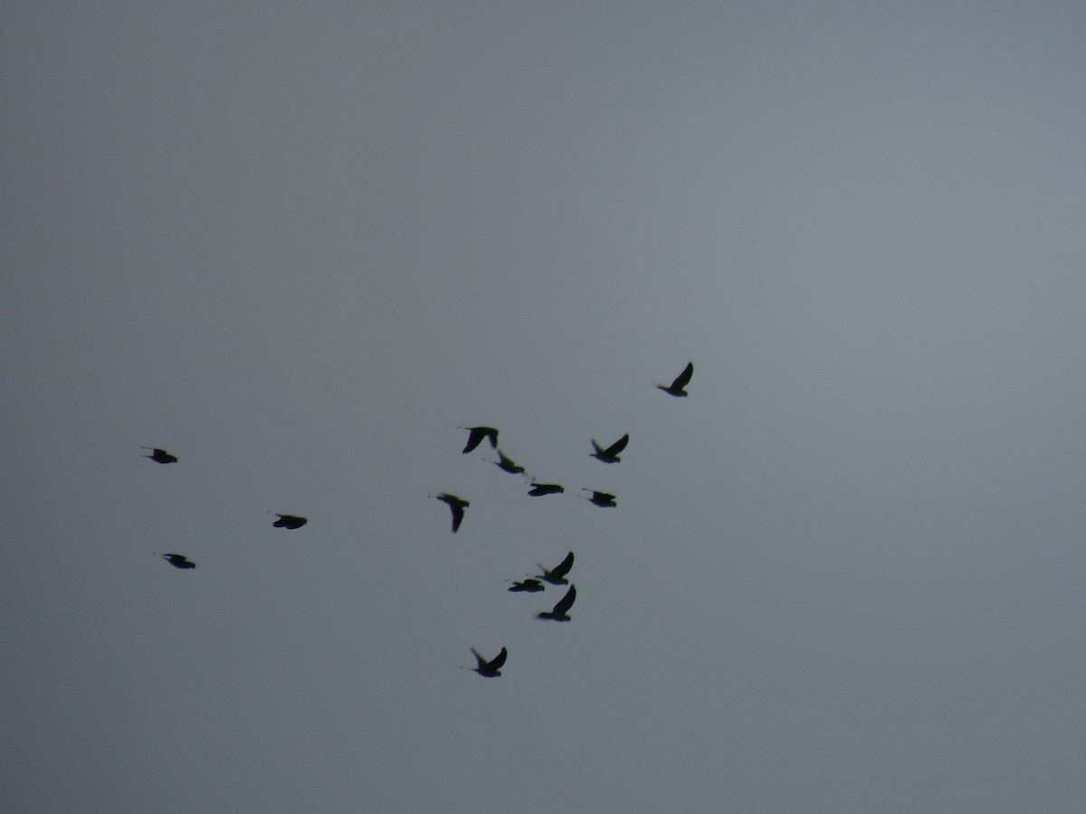 Blue-headed Racquet-tail - ML608716511