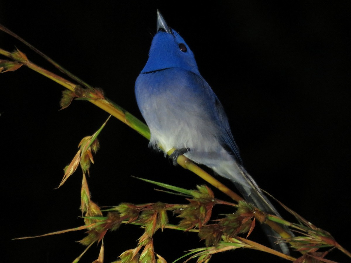 Black-naped Monarch - ML608716515