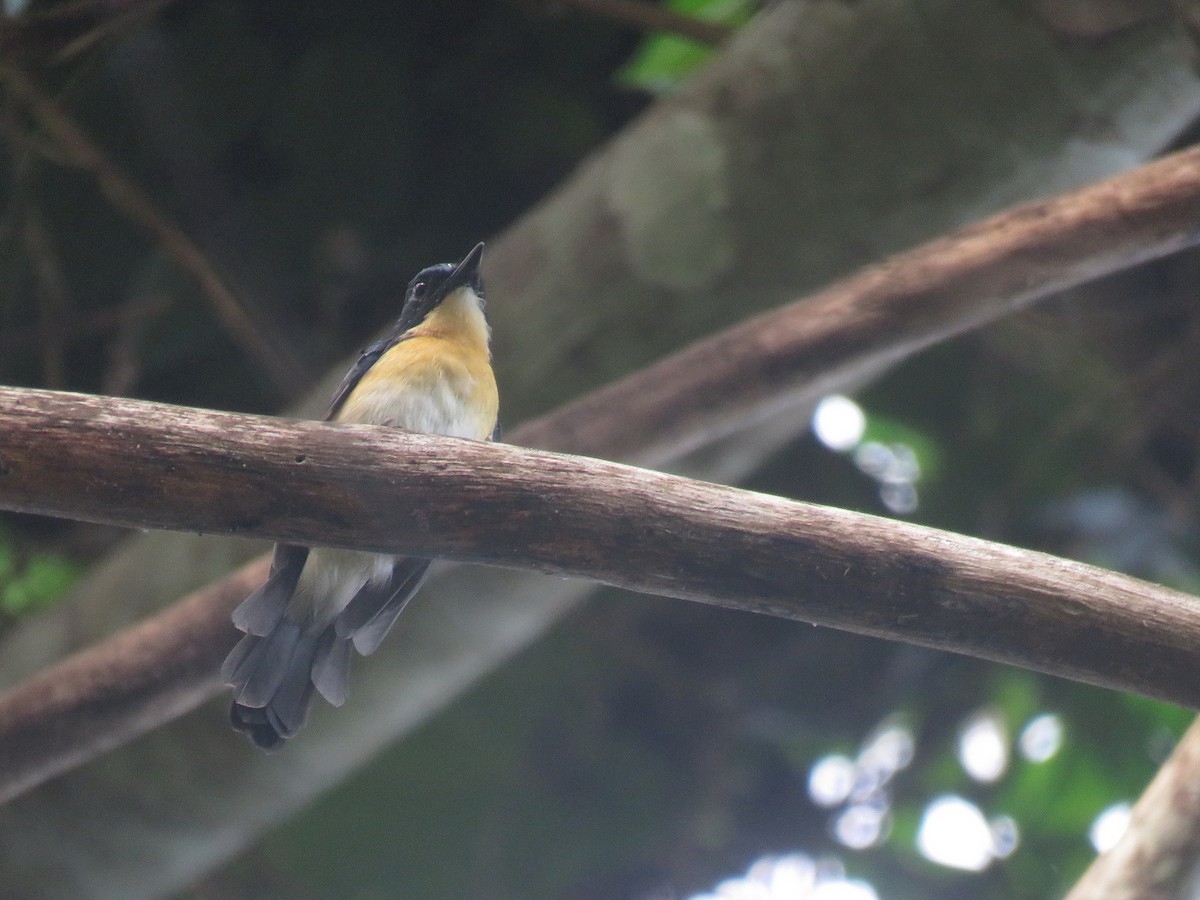 Palawan Blue Flycatcher - ML608716517