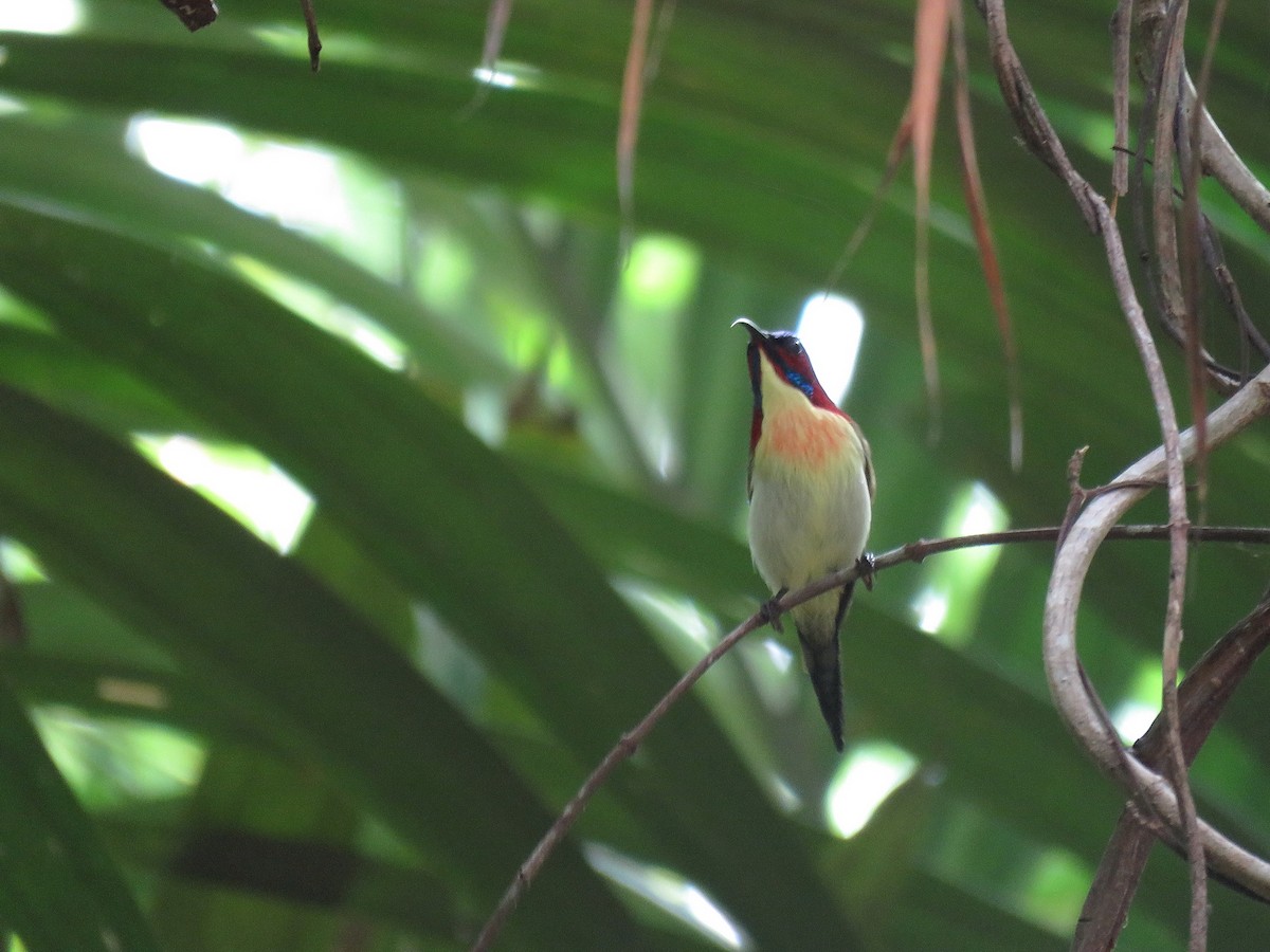 Lovely Sunbird - ML608716518