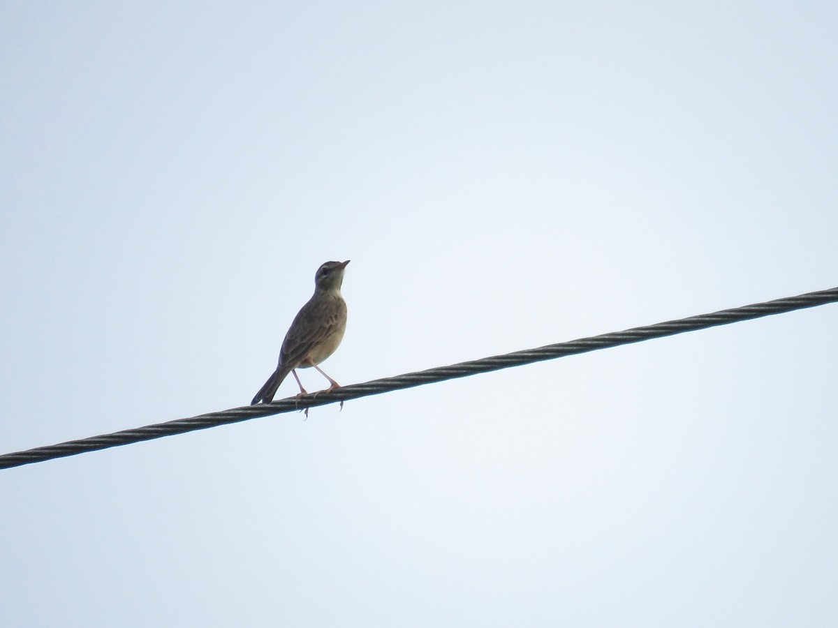 Paddyfield Pipit - ML608716522