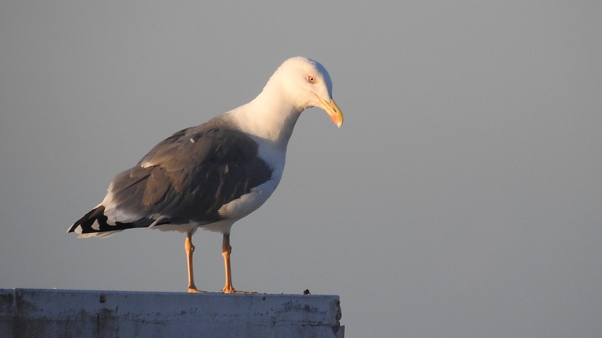 Yellow-legged Gull - Peter Hines