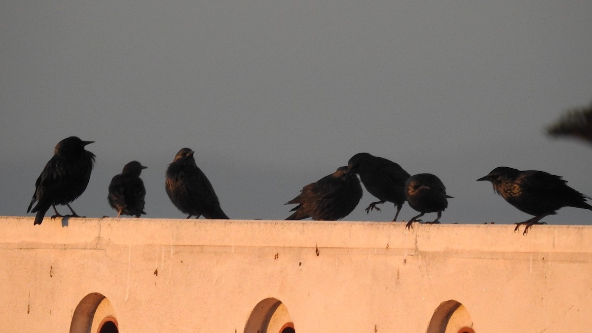 Spotless Starling - Peter Hines