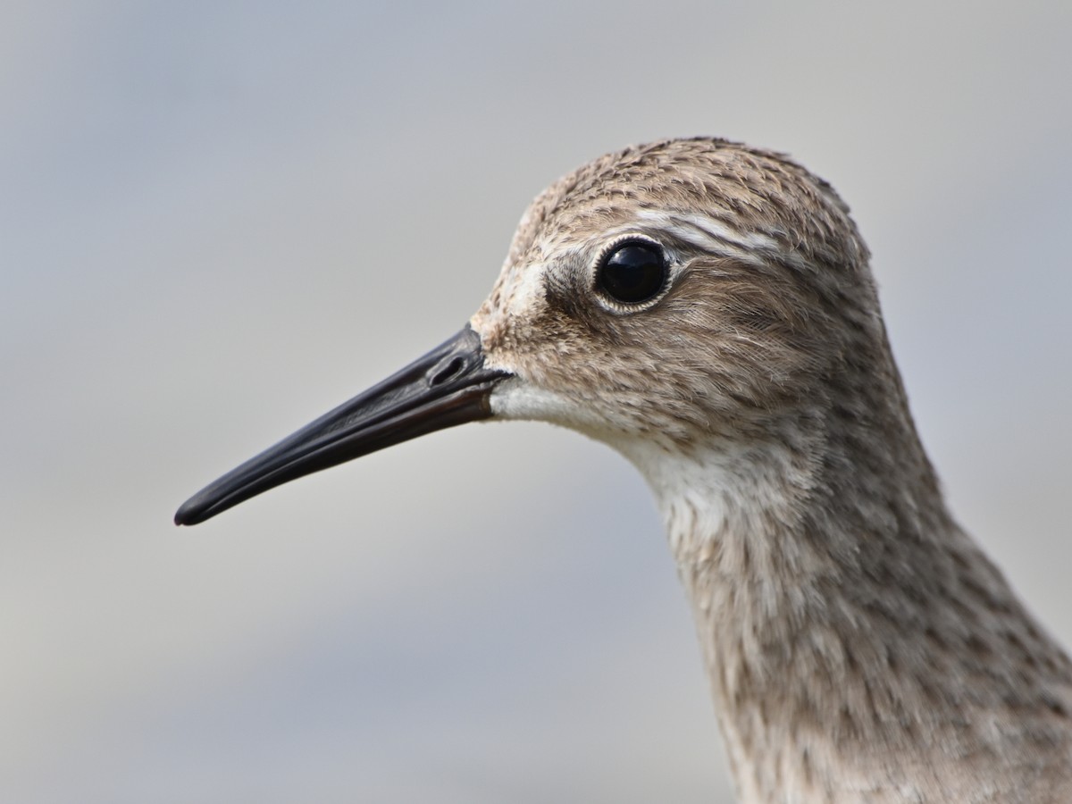 White-rumped Sandpiper - Michiel Oversteegen