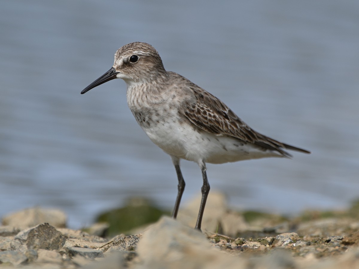 White-rumped Sandpiper - Michiel Oversteegen