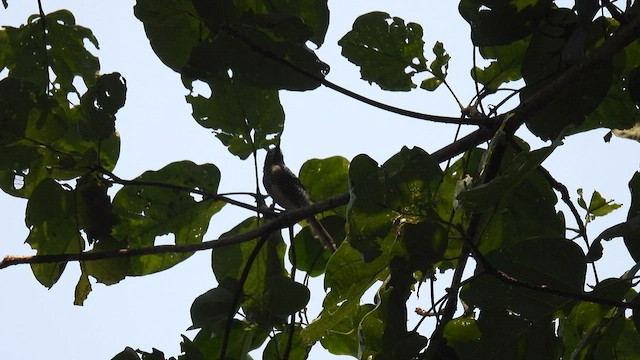 Prinia Barrada - ML608716713