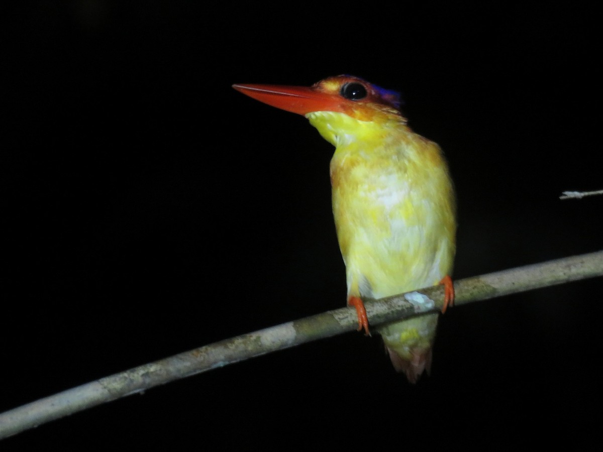 Rufous-backed Dwarf-Kingfisher - ML608716813