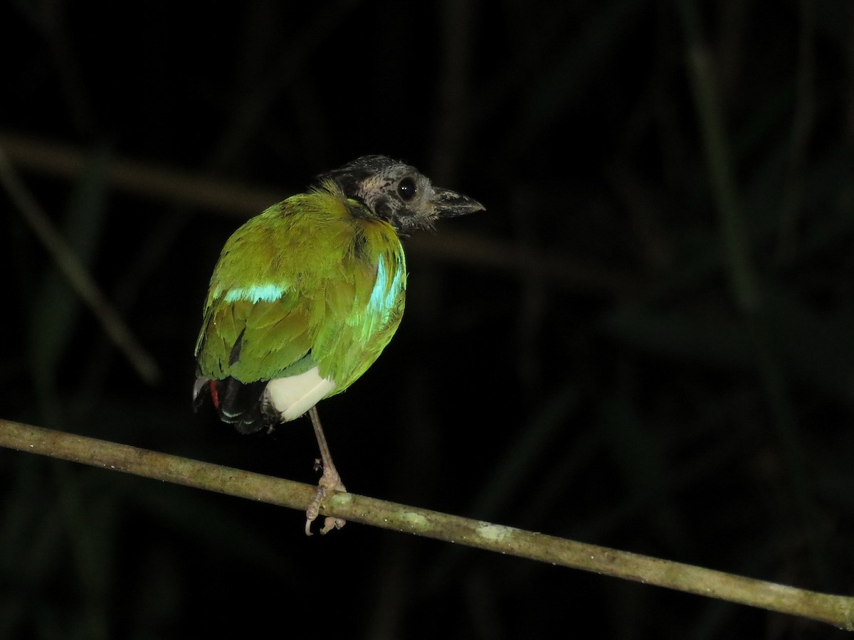 Western Hooded Pitta - ML608716814