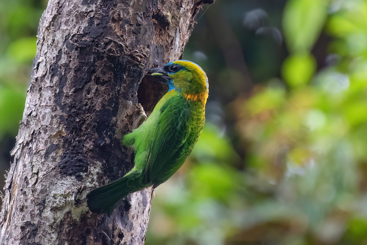 Golden-naped Barbet - ML608716900
