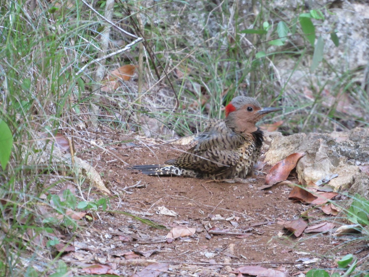 Northern Flicker - ML60871691