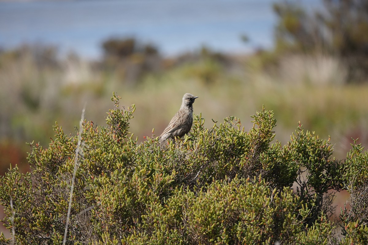 Brown Songlark - ML608716934