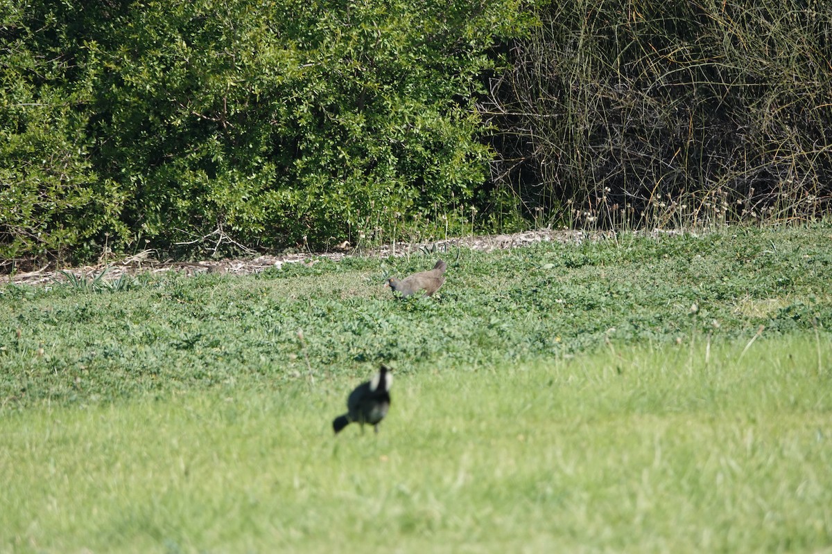 Black-tailed Nativehen - ML608716942