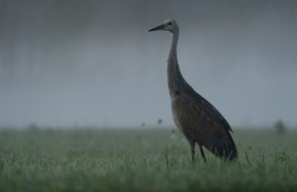 Grulla Canadiense - ML608716945