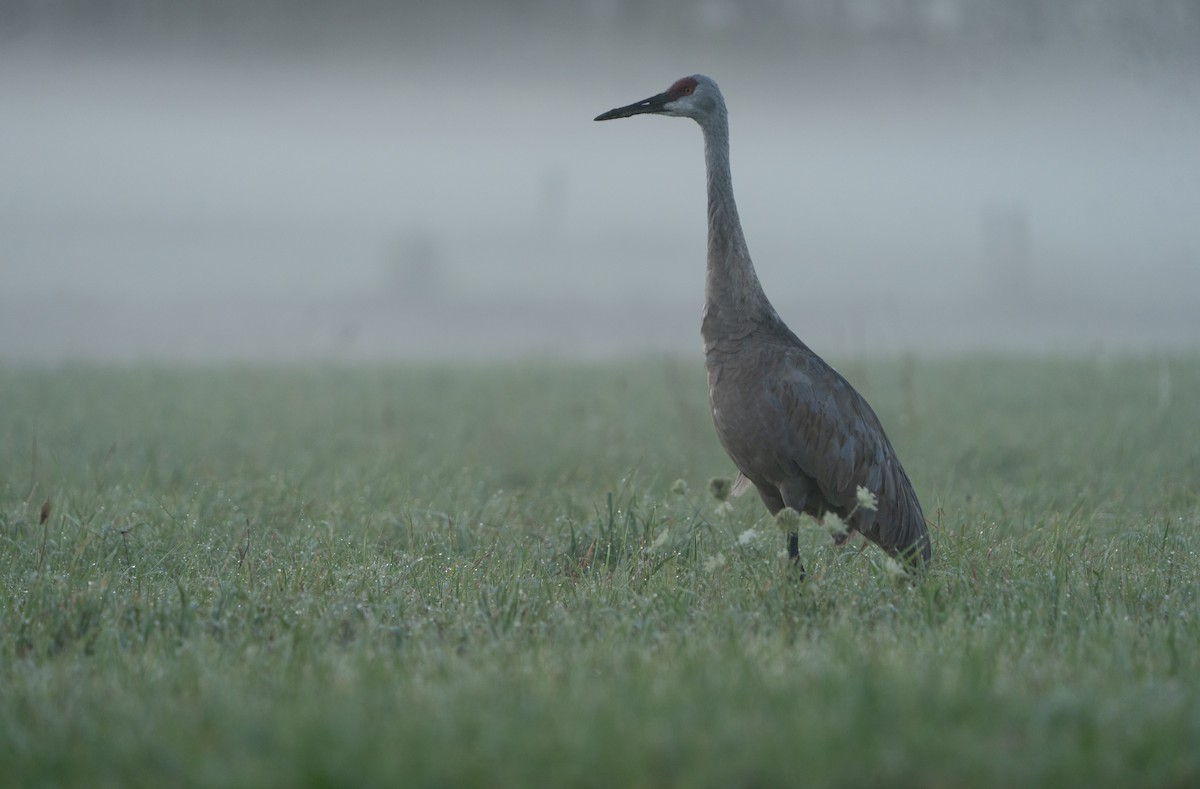 Grulla Canadiense - ML608716946