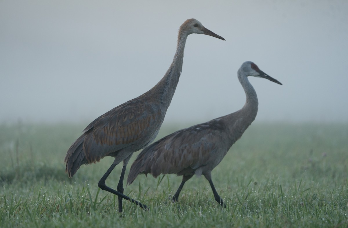 Sandhill Crane - ML608716947