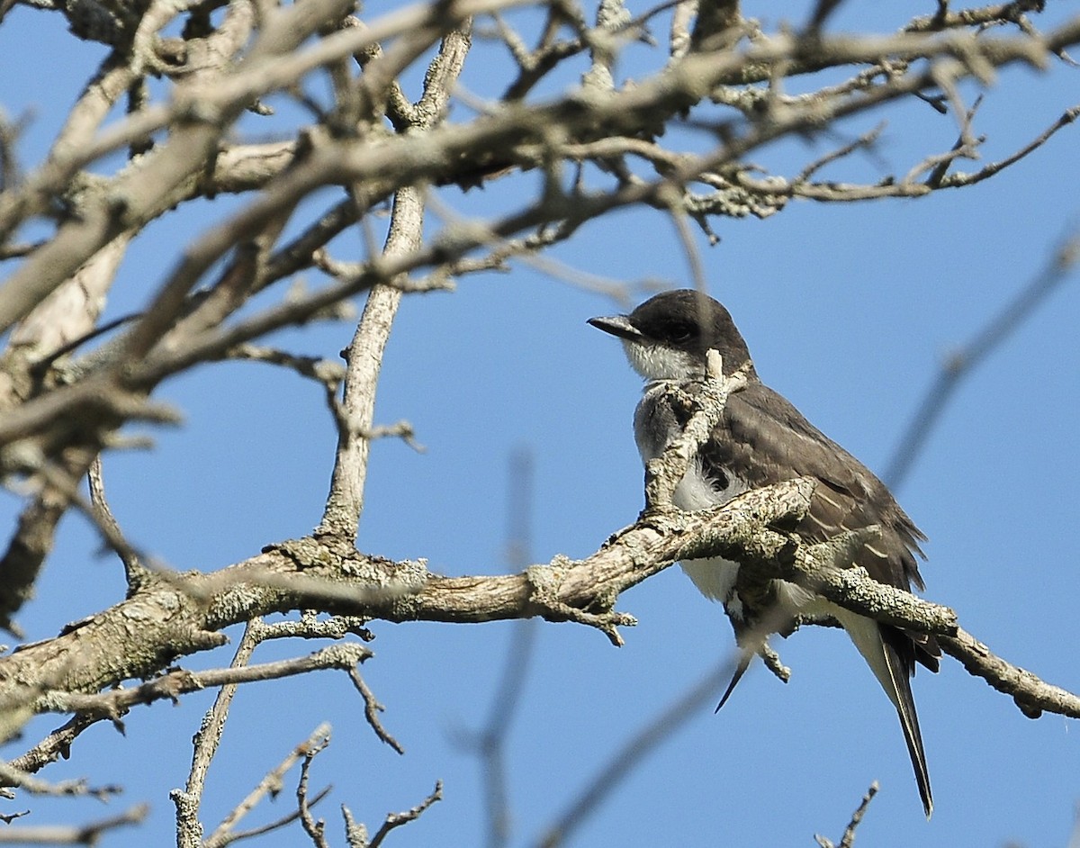 Eastern Kingbird - ML608716978