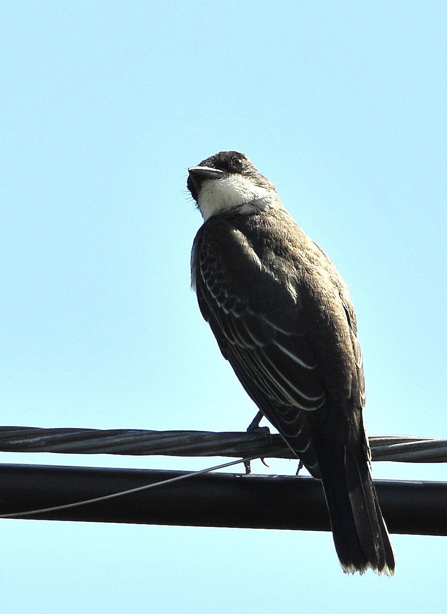 Eastern Kingbird - ML608716983