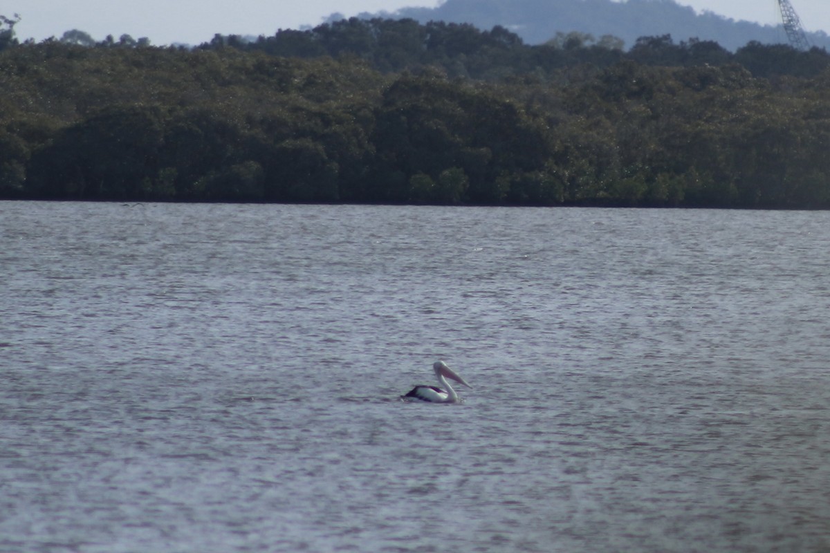 Australian Pelican - Elysa Hazzard