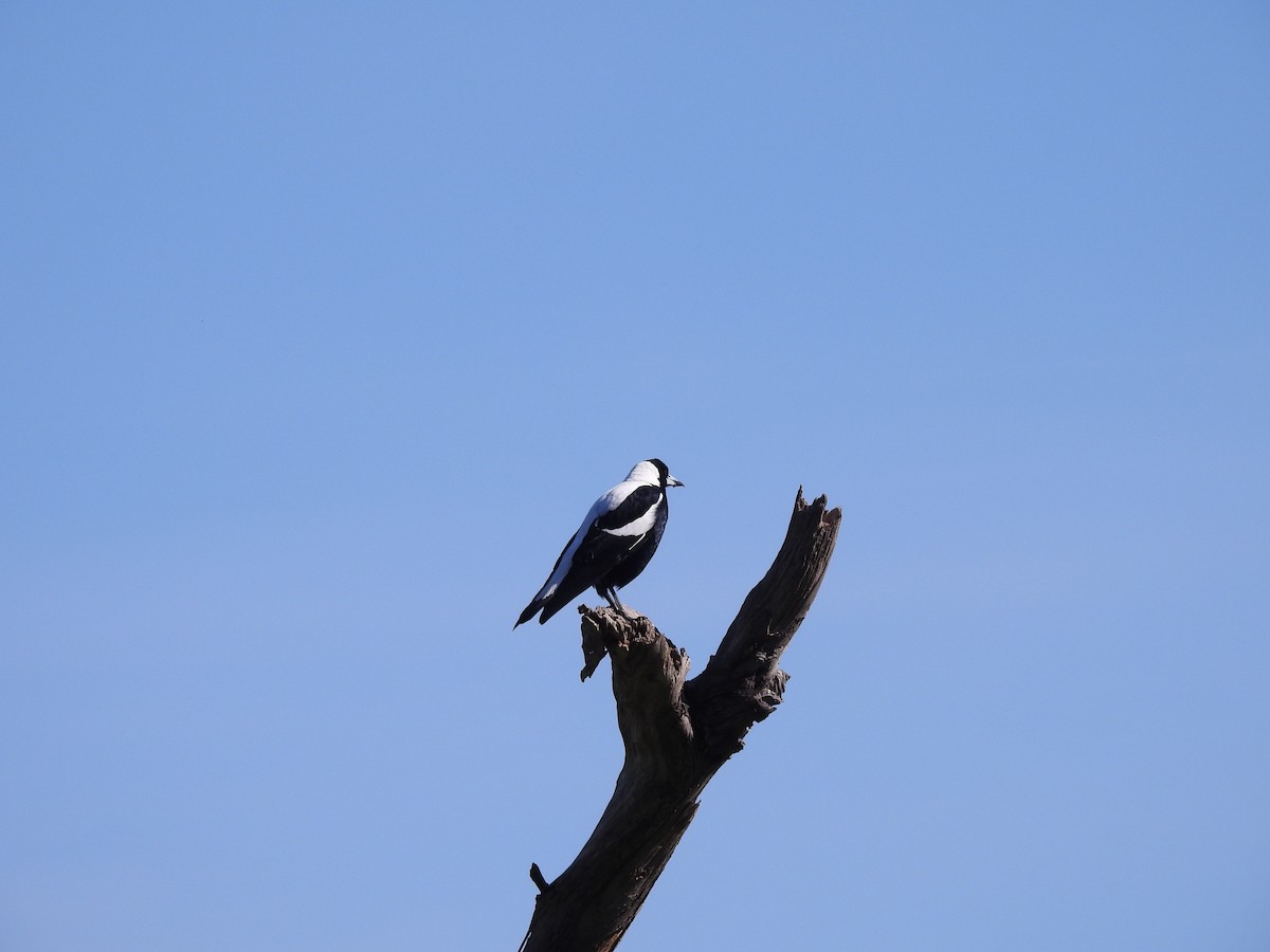 Australian Magpie - ML608717127