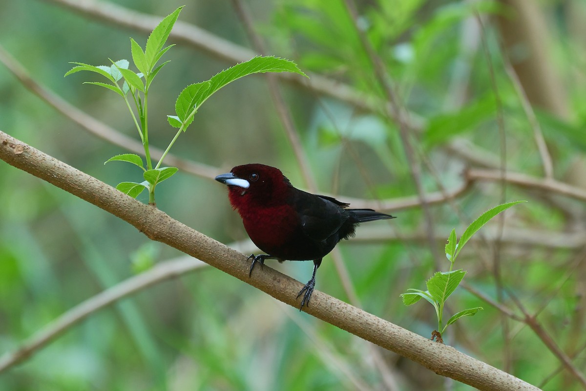 Silver-beaked Tanager - ML608717132