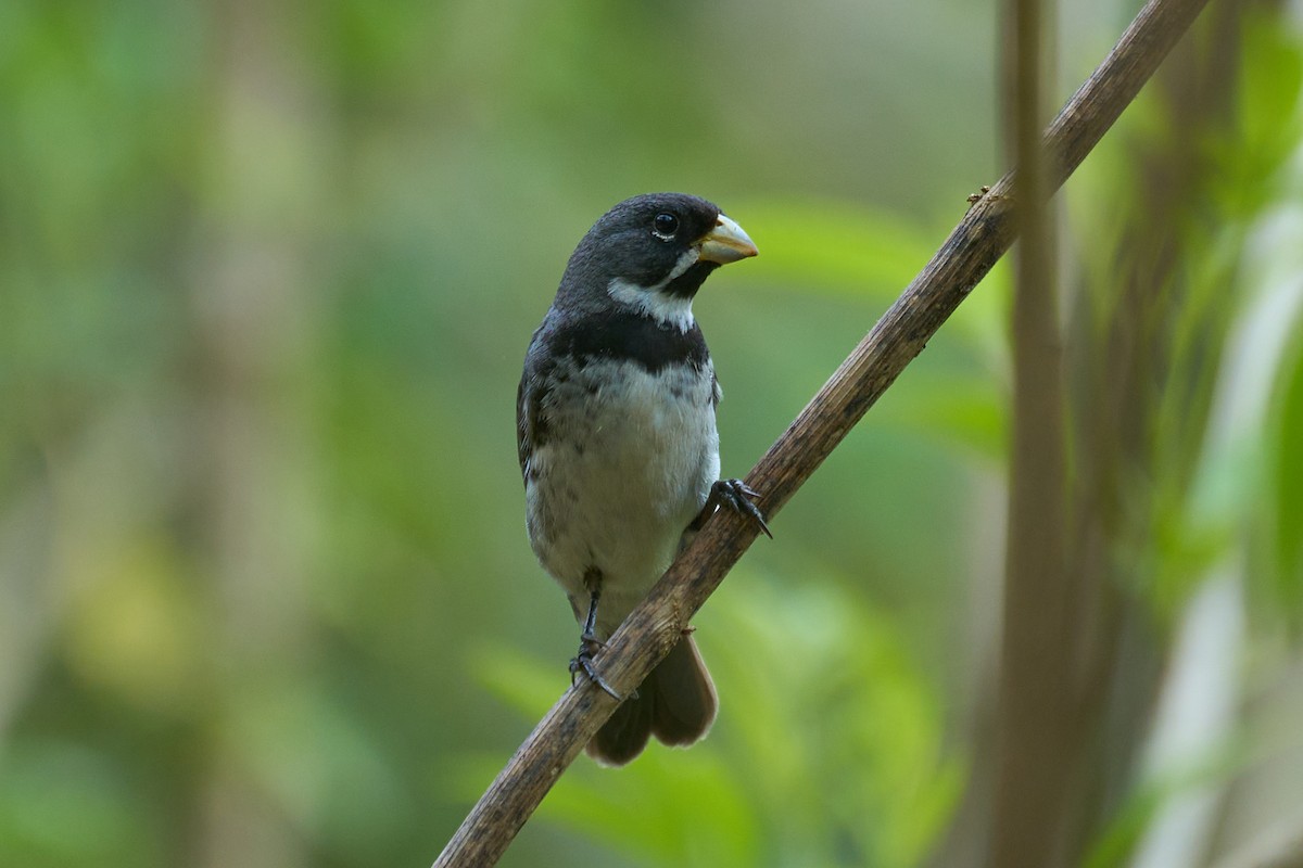 Double-collared Seedeater - ML608717142