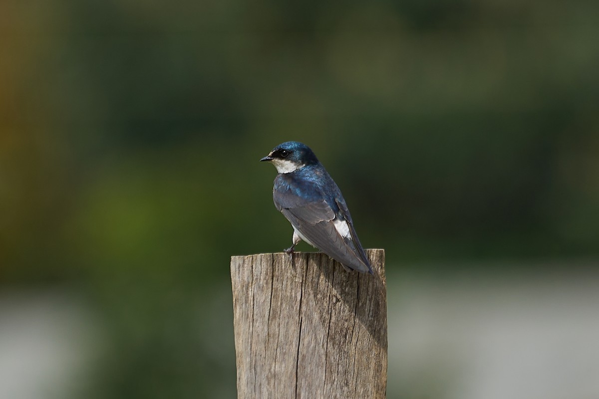 White-rumped Swallow - ML608717147