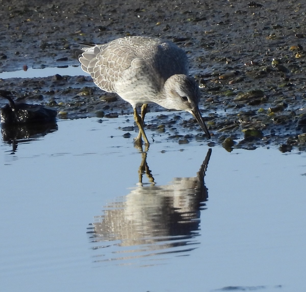 Red Knot - Rhonda Langelaan