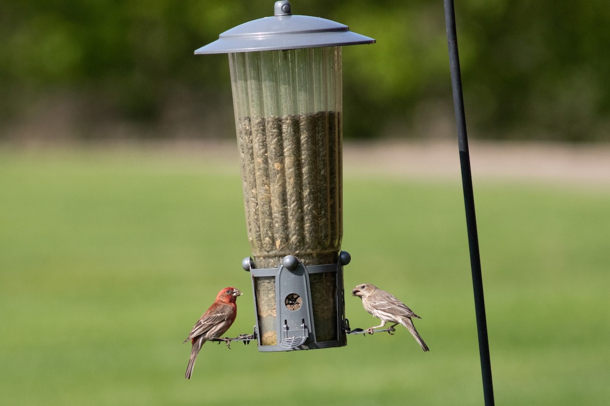 House Finch - Brian Quindlen