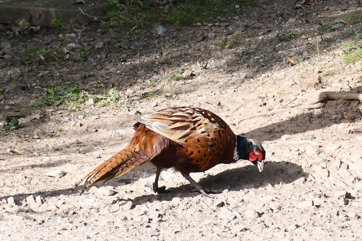 Ring-necked Pheasant - ML608717333