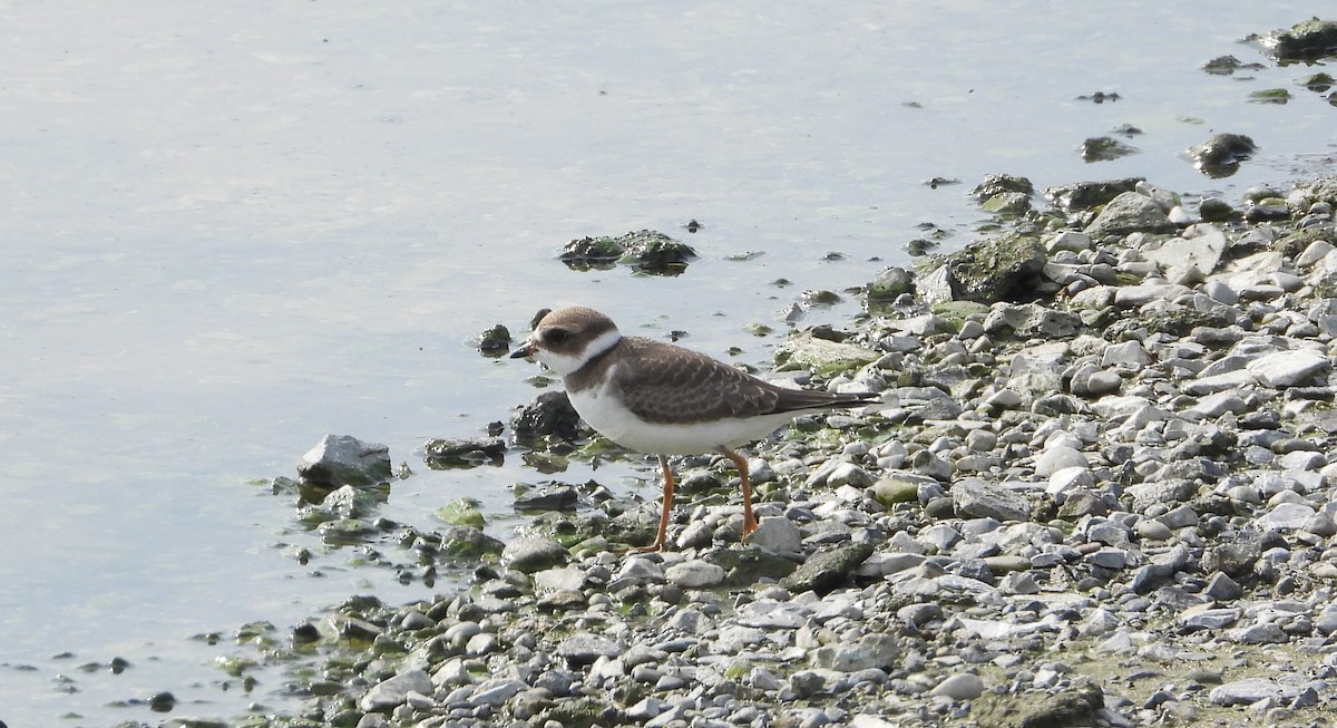 Semipalmated Plover - ML608717379