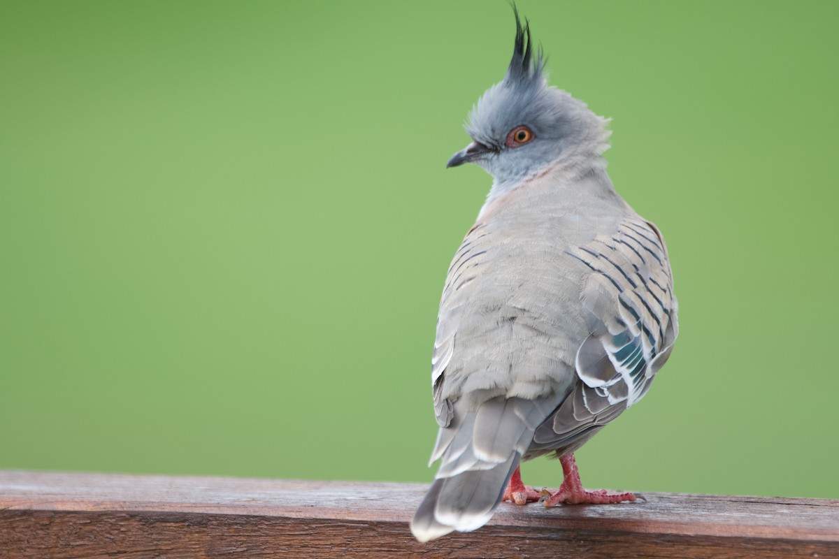 Crested Pigeon - ML608717402
