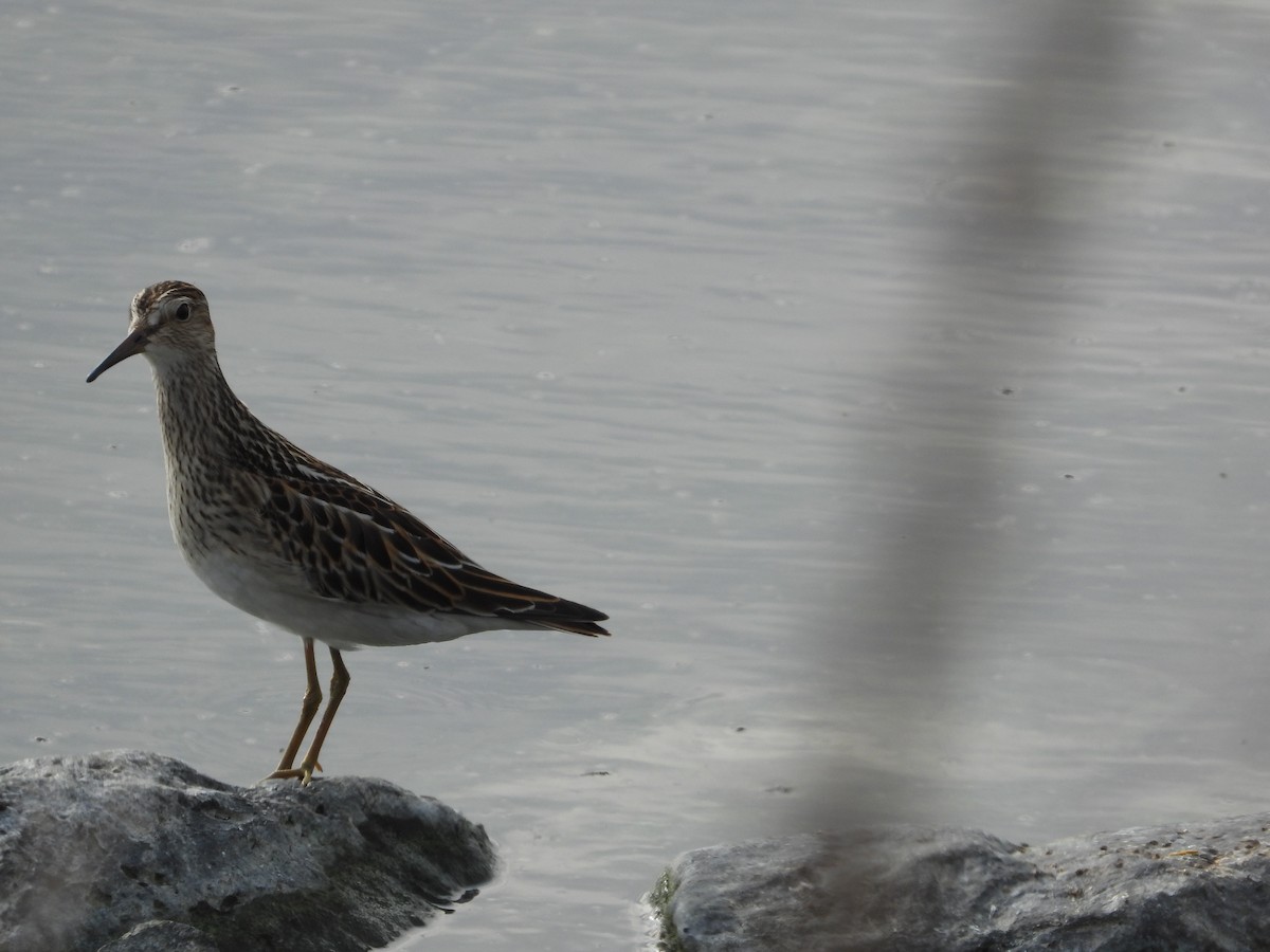 Pectoral Sandpiper - ML608717507