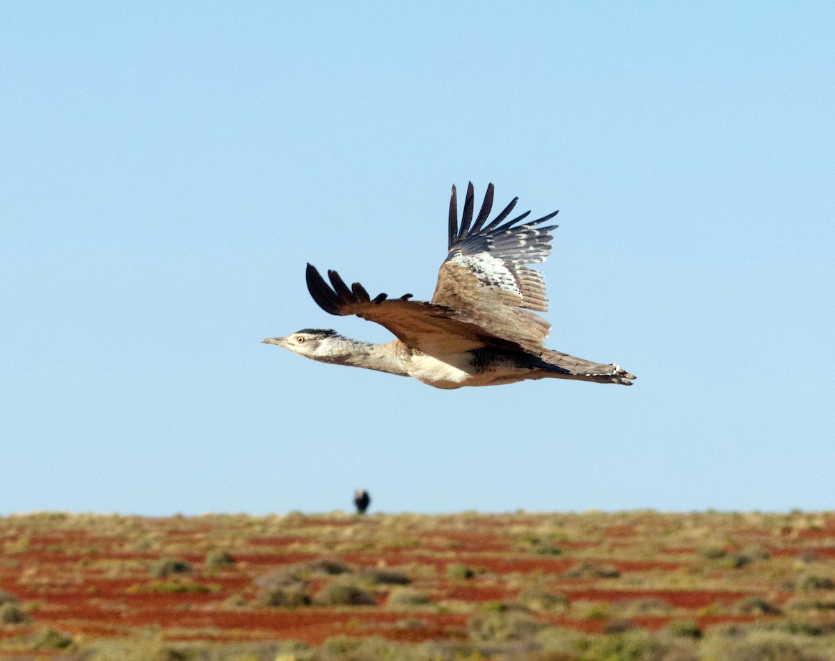 Australian Bustard - ML608717515