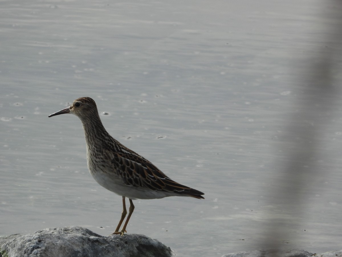 Pectoral Sandpiper - ML608717517