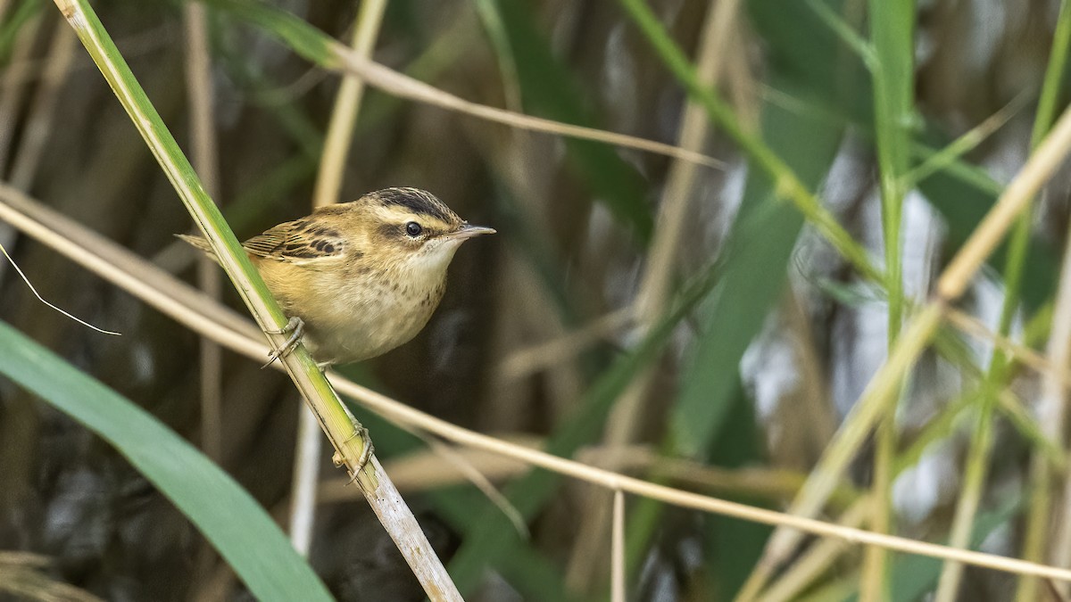 Sedge Warbler - Ogün Aydin