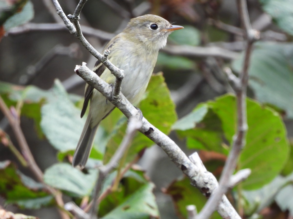 Least Flycatcher - Rhonda Langelaan