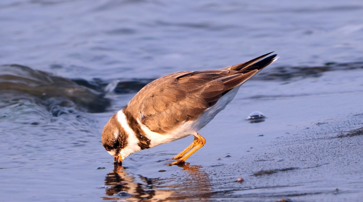 Semipalmated Plover - ML608717735
