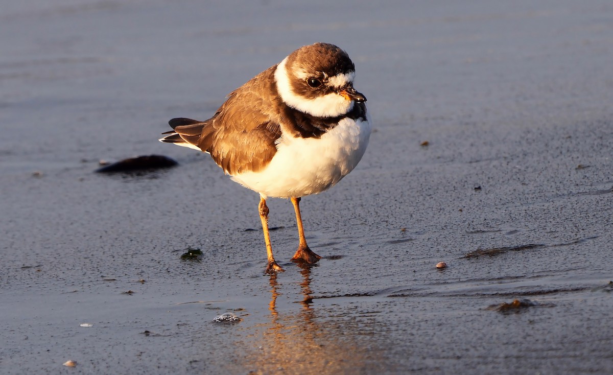 Semipalmated Plover - ML608717736
