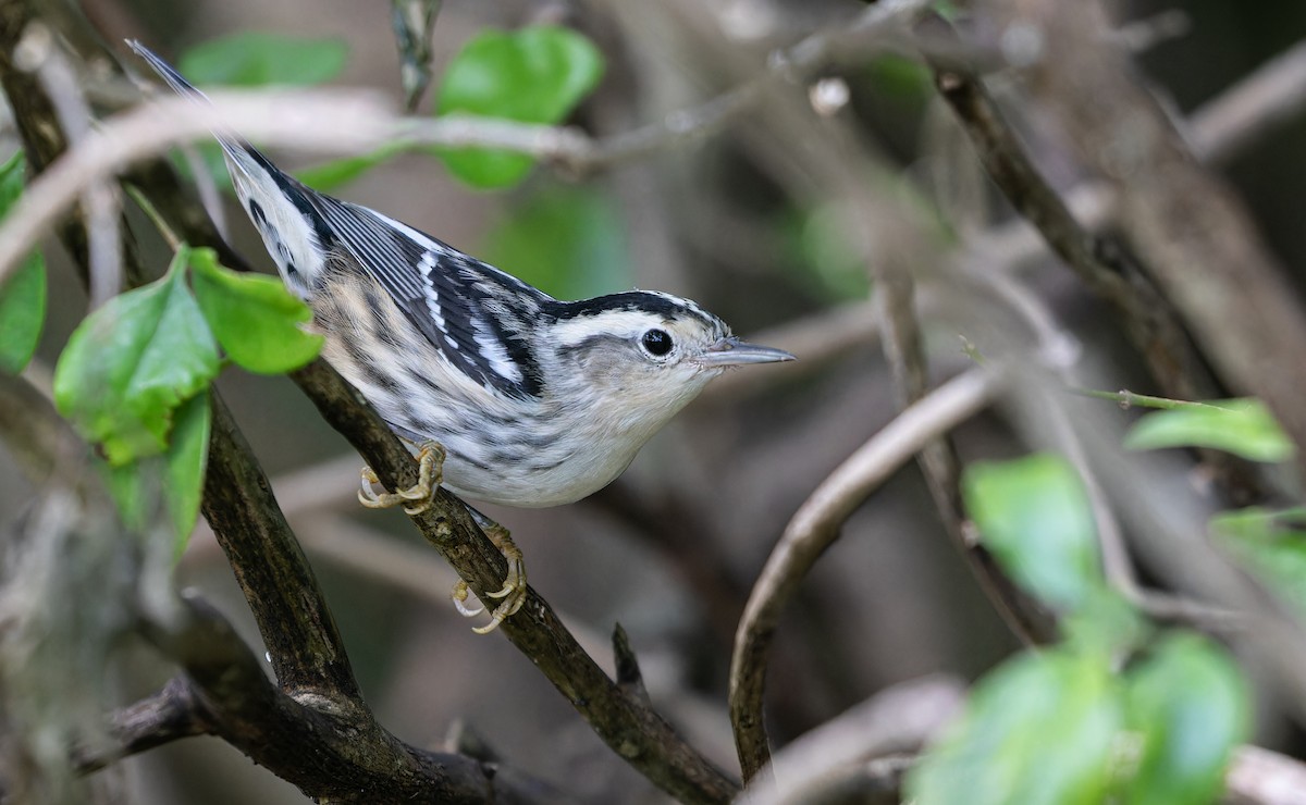 Black-and-white Warbler - ML608717780