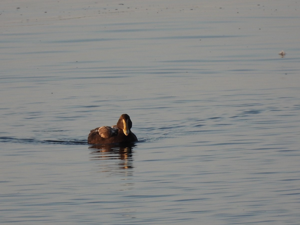 Common Eider - Rhonda Langelaan