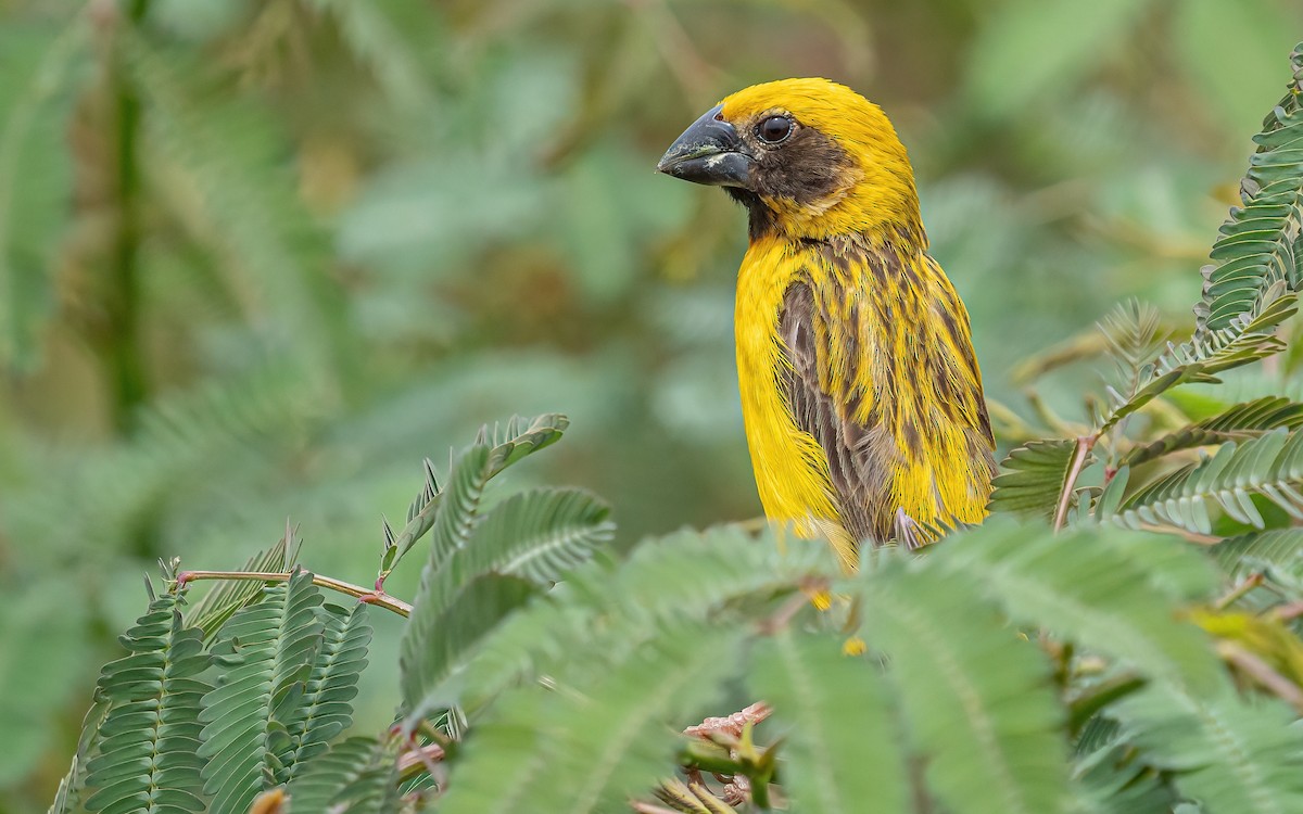 Asian Golden Weaver - ML608717855